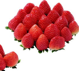 定格豐收的甜蜜 探訪上虞市丁宅鄉阿燦草莓種植場